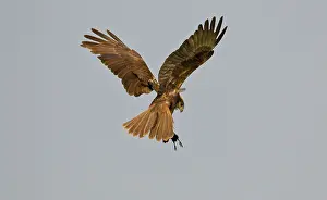 Circus: Western Marsh Harrier