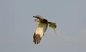 Circus: Western Marsh Harrier