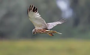 Circus: Western Marsh Harrier