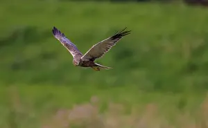 Circus: Western Marsh Harrier