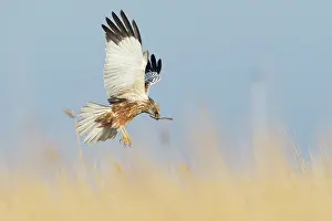 Circus: Western Marsh Harrier