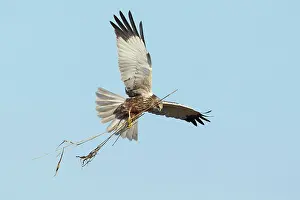 Circus: Western Marsh Harrier
