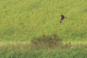 Dike: Western Marsh Harrier
