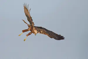 Screaming: Western Marsh Harrier