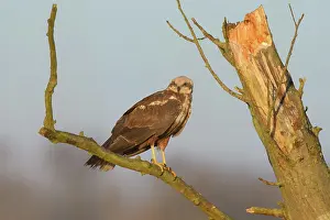 Circus: Western Marsh Harrier