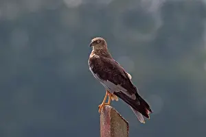 Circus: Western Marsh Harrier