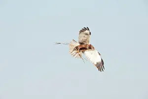 Circus: Western Marsh Harrier