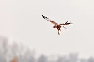 Circus: Western Marsh Harrier