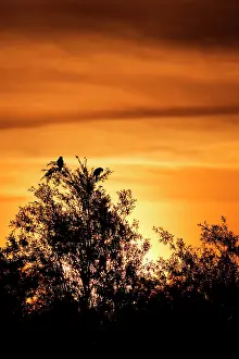 Harrier: Western Marsh Harrier