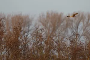 Harrier: Western Marsh Harrier