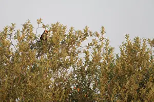 Harrier: Western Marsh Harrier