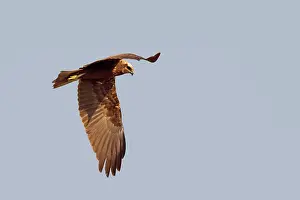 Aeruginosus: Western Marsh Harrier - adult female in flight