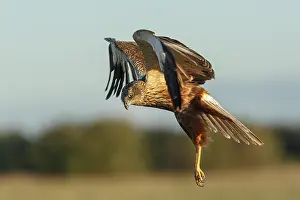 Harrier: Western Marsh Harrier (Circus aeruginosus) - in