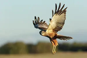Harrier: Western Marsh Harrier (Circus aeruginosus) - in