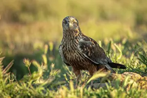 Harrier: Western Marsh Harrier (Circus aeruginosus) - on