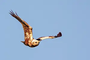 Harrier: western marsh harrier (Circus aeruginosus)