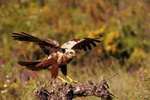 Harrier: western marsh harrier (Circus aeruginosus)