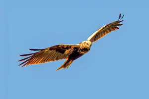 Harrier: western marsh harrier (Circus aeruginosus)
