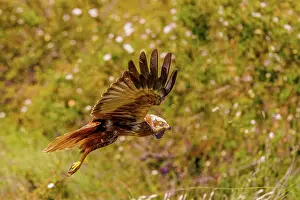Harrier: western marsh harrier (Circus aeruginosus)