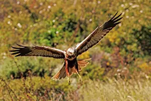 Harrier: western marsh harrier (Circus aeruginosus)