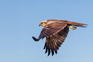 Harrier: western marsh harrier (Circus aeruginosus)