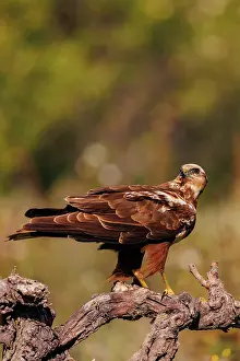 Harrier: western marsh harrier (Circus aeruginosus)
