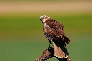 Harrier: western marsh harrier (Circus aeruginosus)