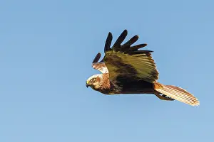 Harrier: western marsh harrier (Circus aeruginosus)