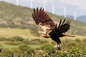 Harrier: western marsh harrier (Circus aeruginosus)