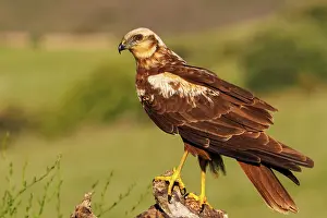 Harrier: western marsh harrier (Circus aeruginosus)