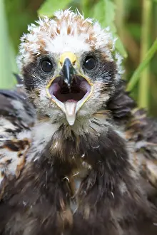 Harrier: Western Marsh Harrier (Circus aeruginosus) chic