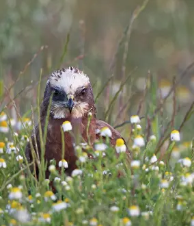 Harrier: Western marsh-harrier (Circus aeruginosus), female