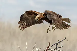 Harrier: Western Marsh Harrier (Circus aeruginosus) - female