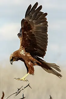 Harrier: Western Marsh Harrier (Circus aeruginosus) - female