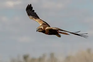 Harrier: Western Marsh Harrier (Circus aeruginosus) - female
