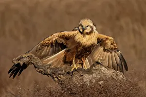 Harrier: Western marsh-harrier (Circus aeruginosus), female