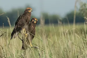 Fledgling: Western Marsh Harrier (Circus aeruginosus) juvenile