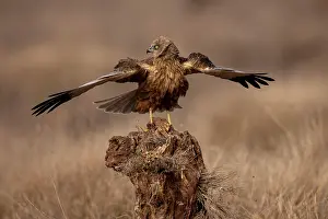 Harrier: Western marsh-harrier (Circus aeruginosus), male