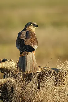 Harrier: Western Marsh Harrier (Circus aeruginosus) - perched