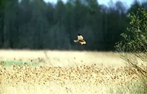 Harrier: Western Marsh HARRIER - in flight over field