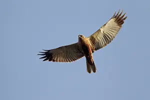 Harriers: Western Marsh Harrier male in flight