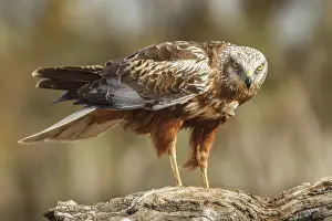 Harriers: Western Marsh Harrier male perched on a trunk Castilla L