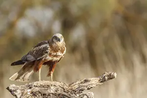 Harriers: Western Marsh Harrier male perched on a trunk Castilla L