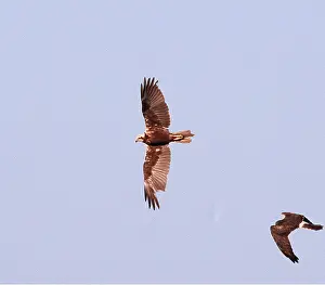 Montagus: Western Marsh Harrier & Montagu's Harrier (Circus