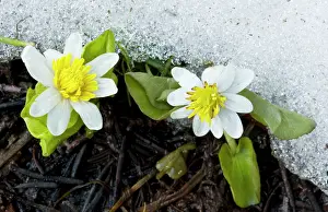 Marigolds: Western Marsh Marigold / White Marsh Marigold -