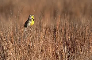 Larks: Western Meadowlark