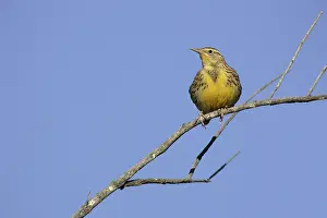 Dakota: Western Meadowlark