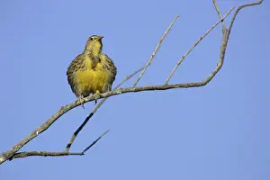 Dakota: Western Meadowlark