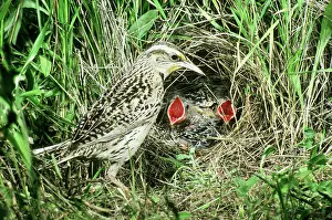 Sturnella: Western Meadowlark at nest with young