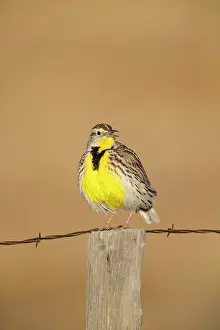 Meadowlark: Western Meadowlark - perched on fencepost in winter